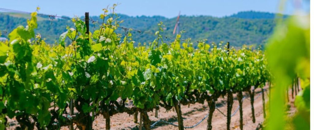 vineyard