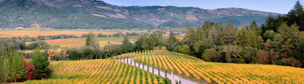 Napa vineyard